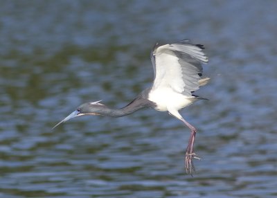 Tri-coloured Heron - Egretta tricolor