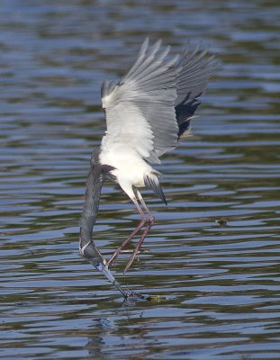 Tri-coloured Heron - Egretta tricolor