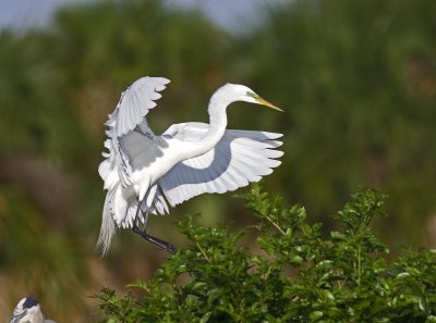 Great  White Egret - Ardea alba