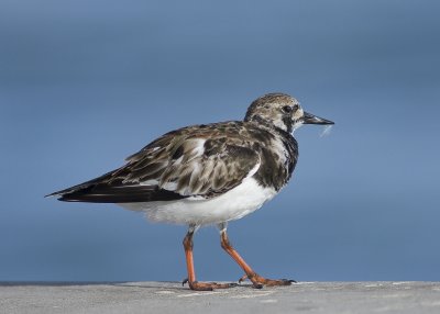 Ruddy Turnstone - Arenaria interpres