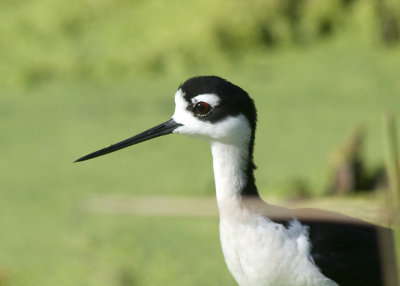 Black-necked Stilt  - Himantopus mexicanus