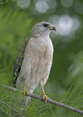 Red Shouldered Hawk - Buteo lineatus