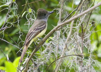 Great crested Flycatcher - Myiarchus crinitus