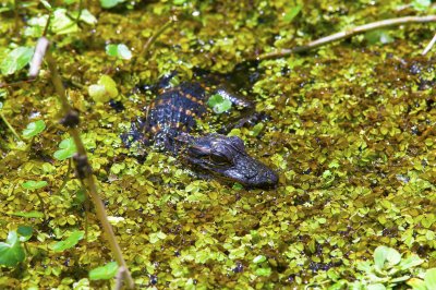 American alligator- Alligator mississippiensis