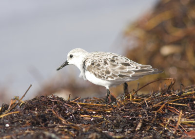 Sanderling - Calidris alba