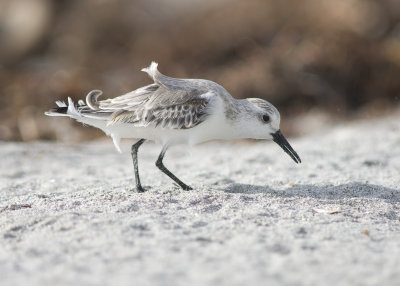 Sanderling - Calidris alba