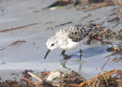 Sanderling - Calidirs alba