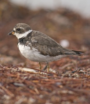 Semipalmated Plover - Charudrius semipalmatus