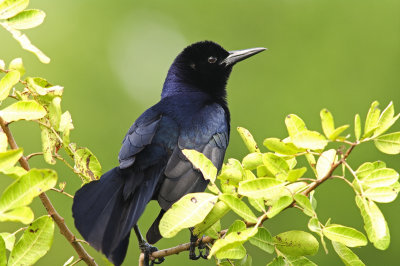 Boat Tailed Grackle - Quiscalus major