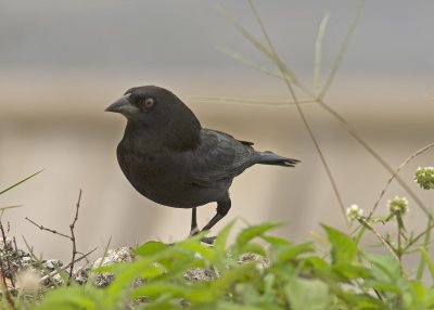 Bronze Cowbird -