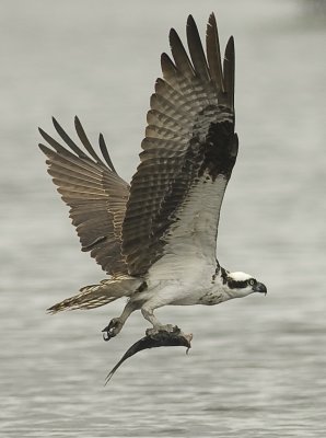 Osprey - Pandion haliaetus