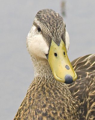 Mottled Duck - Anus fulvigula