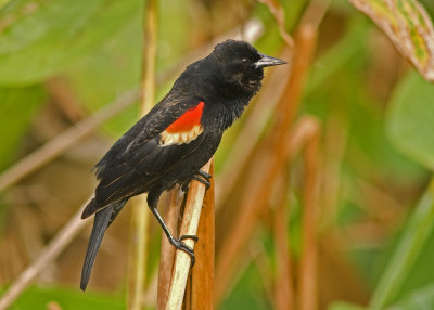 Red Winged Blackbird - Agelaius phoeniceus