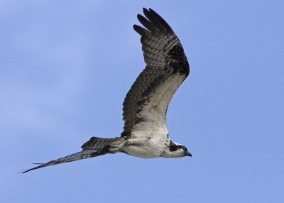 Osprey - Pandion haliaetus