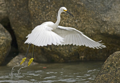  Snowy Egret (Egretta thula)