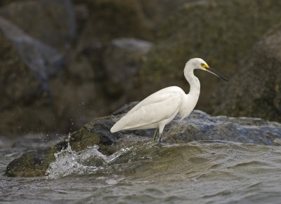  Snowy Egret (Egretta thula)