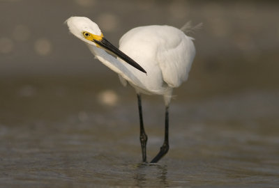  Snowy Egret (Egretta thula)