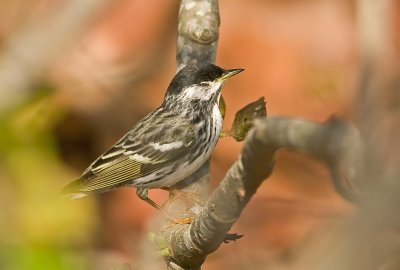 Blackpoll Warbler -  Dendroica striata