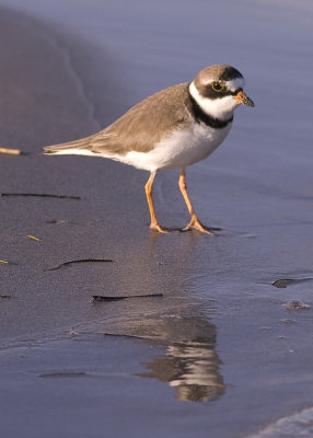 Semipalmated plover -  Charadrius semipalmatus