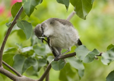 Mockingbird - Mimilus polyglotus