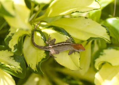 Brown Anole - Anolis sagrei sagrei