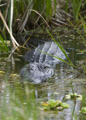 American alligator (A. mississippiensis)