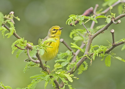 Prairie Warbler - Dendroica discolor