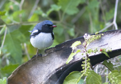 Black-Throated Blue Warbler - Dendroica caerulescens