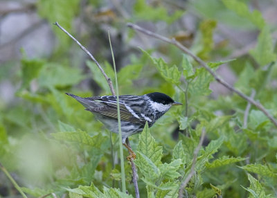 Blacpoll Warbler - Dendroica striata
