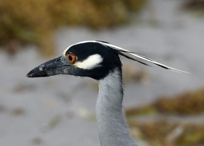 Yellow Crowned Night Heron