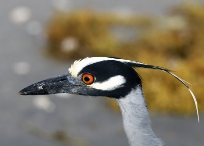 Yellow Crowned Night Heron