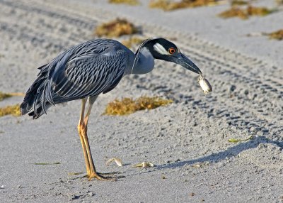 Yellow Crowned Night Heron