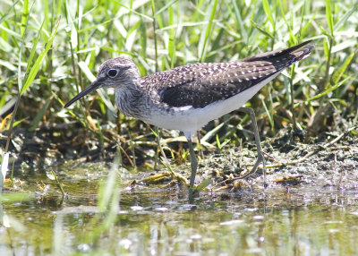 Solitary Sandpiper