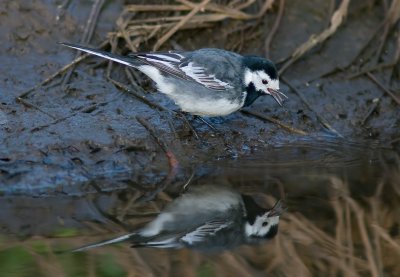 Pied Wagtail - Motacill alba yarelii