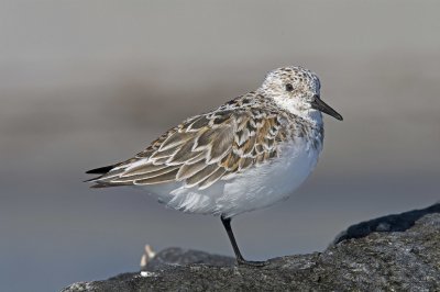 Sanderling