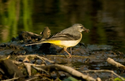 Grey Wagtail - Motacilla cinerea