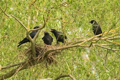 Carrion Crow - Corvus corone