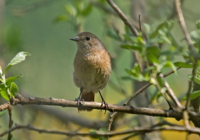 Redstart-Phoenicurus phoenicurus