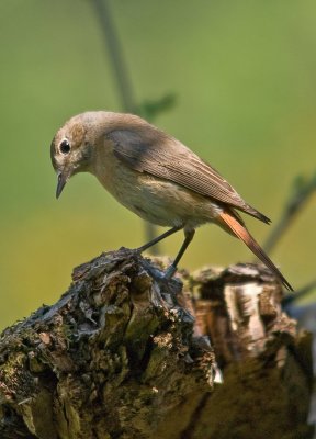 Redstart-Phoenicurus phoenicurus