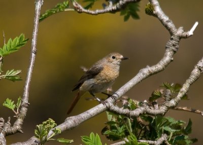 Redstart-Phoenicurus phoenicurus