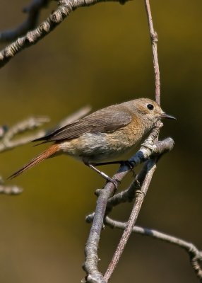 Redstart-Phoenicurus phoenicurus