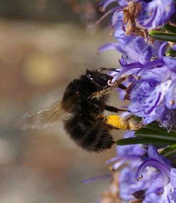 Hairy Footed Flower Bee - Anthophora plumipes