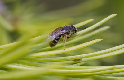 Andrena sp.