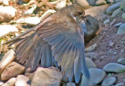 Sand Martin - Riparia riparia