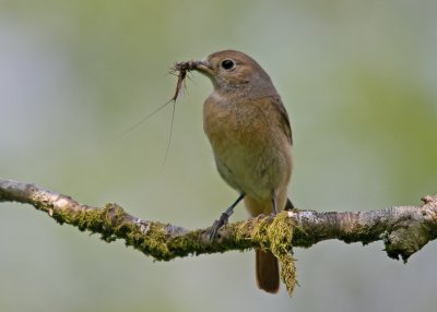 Redstart-Phoenicurus phoenicurus