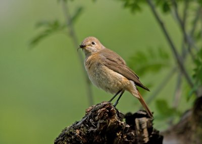 Redstart-Phoenicurus phoenicurus