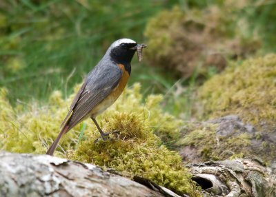 Redstart-Phoenicurus phoenicurus