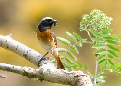 Redstart-Phoenicurus phoenicurus