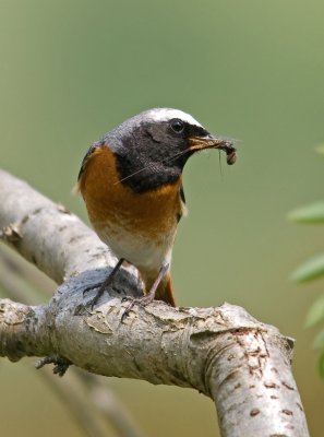 Redstart-Phoenicurus phoenicurus