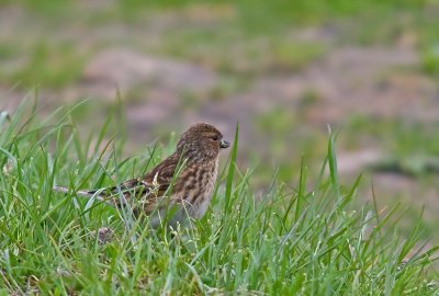 Twite